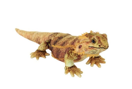 Living Bearded Dragon