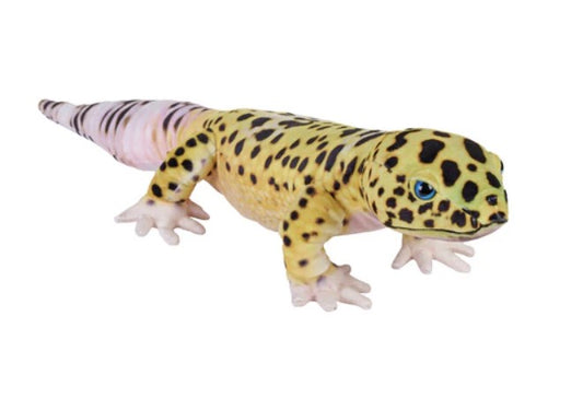 Living Leopard Gecko