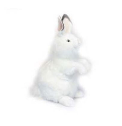 Artic White Bunny, Standing