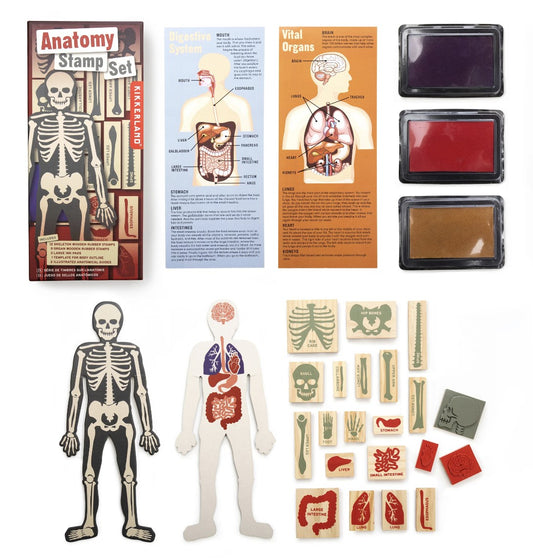 Anatomy Stamp Set