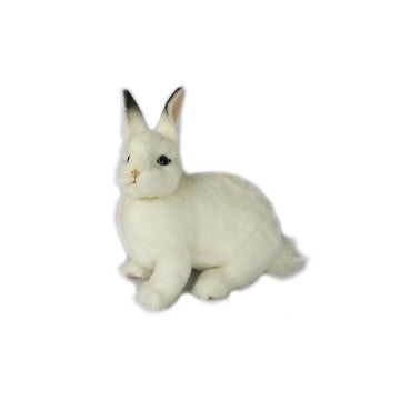 Arctic White Bunny, Sitting